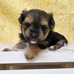 Pongo - Black & tan tri-color male Morkie puppy in Monticello, Iowa from Ashley’s Puppies