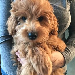 Goldendoodle Puppies from Northwoods Goldendoodles