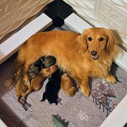 Dachshund puppies from Treasure Dachshunds