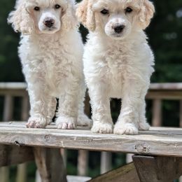 Poodle Puppies from Moirae Poodles