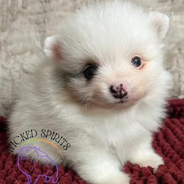 AKC LAKOTA - Blue merle male Pomeranian puppy in Watkins Glen, New York from Wicked Spirits Pomeranians