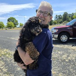 Boy 3 Darius - Phantom male Poodle puppy in Vancouver, Washington from Doo a Little Doodle