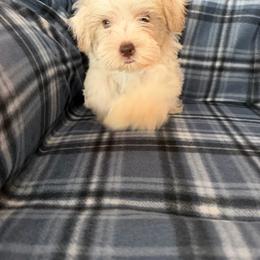 Green - Parti male Miniature Schnauzer puppy in Griggsville, Illinois from Stephenson’s Mini Schnauzer’s