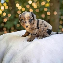 Dolly Baldwin - Blue merle female Australian Shepherd puppy in Statesville, North Carolina from Charming Australian Shepherds