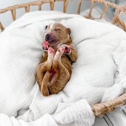 Gaillee - Apricot male Goldendoodle puppy in Russell Springs, Kentucky from Milk & Honey Doodles