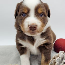 Australian Shepherd Puppies from Happy Aussie Kennels