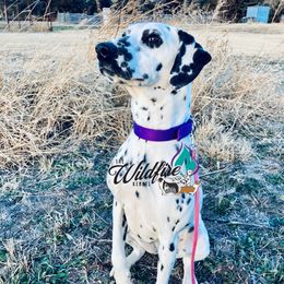 Bell - Dalmatian