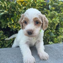 Oklahoma - Red female Aussiedoodle puppy in Blackfoot, Idaho from Draper Mountain Doodles