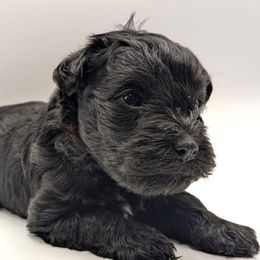 Giant Schnauzers and Miniature Schnauzers from Bella Pups LLC