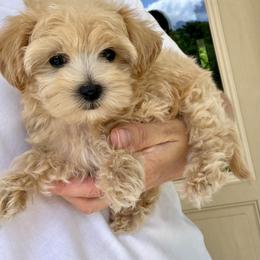 Puppy - Apricot female Maltipoo puppy in Charles City, Virginia from Historic triangle doodles