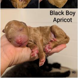 Black Boy - apricot - Red male Whoodle puppy in Kalispell, Montana from Countryman Whoodles