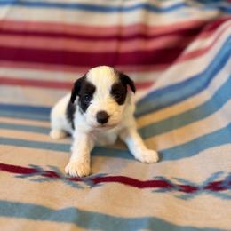 JJ - Parti male Miniature Schnauzer puppy in Sterling, Idaho from Sterling Schnauzer's