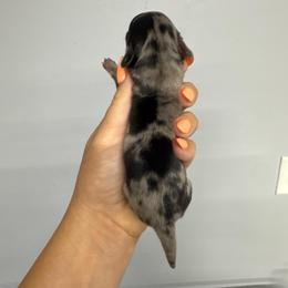 Dotty - Black and cream female Dachshund puppy in Fredericksburg, Indiana from Blue River Mini Dachshunds