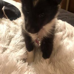 Shetland Sheepdog Puppies from Dreamer’s Shelties