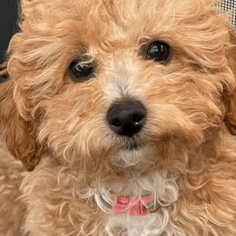 Goldendoodles and Poodles from King’s  Castle of Doodles