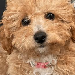Goldendoodles and Poodles from King’s  Castle of Doodles
