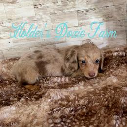 Wern - Dapple male Dachshund puppy in Atwood, Oklahoma from Holder’s Doxie Farm