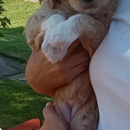 Poodle Puppies from Southwest Standards