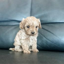 Coral - Apricot female Cavapoo puppy in Saint George, Utah from Fitzdoodles