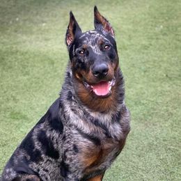 Spur - Beauceron