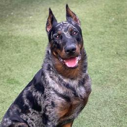 Spur - Beauceron