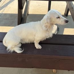 Dachshund puppies from Monterey Bay Dachshund Kennel