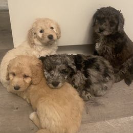 Goldendoodle Puppies from Jake Keck