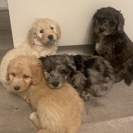 Goldendoodle Puppies from Jake Keck