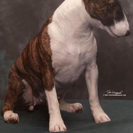 Boston Terrier and Miniature Bull Terrier All Grown Up from Paniola Farms