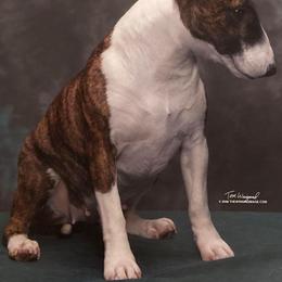 Boston Terrier and Miniature Bull Terrier All Grown Up from Paniola Farms