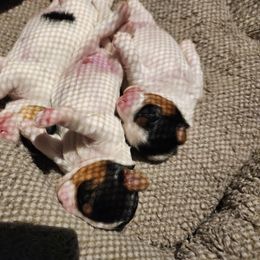 Biewer Terrier and Yorkshire Terrier Puppies from 1.StarDreamPups