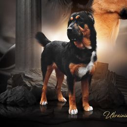 Bianca (Lil’ Baby) - Central Asian Shepherd Dog