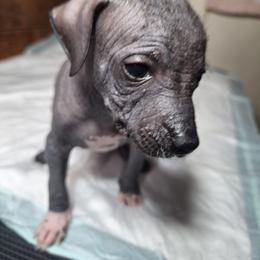 Male 2 White Front Paws - Slate male Xoloitzcuintli puppy in Shelton, Washington from Goodhart's Xoloitzcuintli's