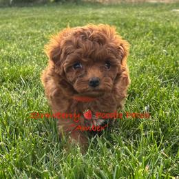 Poodle Puppies from Strawberry Poodle Patch