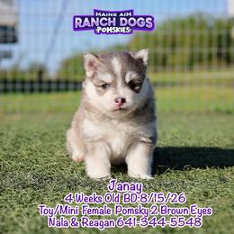 Janay - Blue female Pomsky puppy in Humeston, Iowa from M.A.R. Dogs