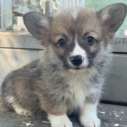 Vinny - Fawn and white male American Corgi puppy in East Oakdale, California from Rhettro Kennels