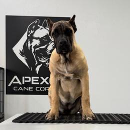 Fawn Female - Fawn female Cane Corso puppy in Cashion, Oklahoma from APEXOK Cane Corsos