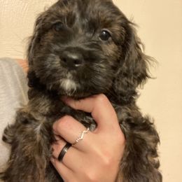 Cockapoo Puppies from Shimmer of Hope
