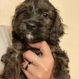 Cockapoo Puppies from Shimmer of Hope