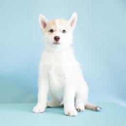 Brynner - Red and white male Siberian Husky puppy in Meadow Vista, California from Thistle Hill Siberians