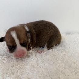 Wrangler - Red male Pembroke Welsh Corgi puppy in Hillsville, Virginia from Bonderosa Kennels