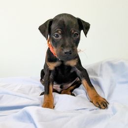 Doberman Pinscher and Miniature Pinscher Puppies from 305dobiez