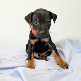 Doberman Pinscher and Miniature Pinscher Puppies from 305dobiez