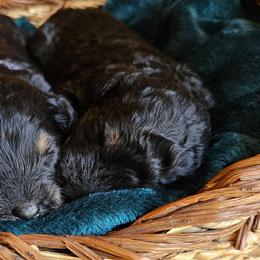 Cosmos - Phantom male Bernedoodle puppy in Granton, Wisconsin from Rose River Farms