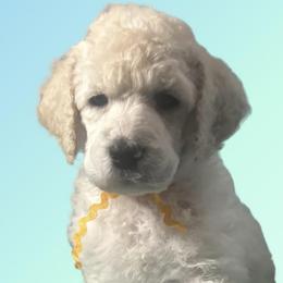 Atlas - Cream male Poodle puppy in Baltimore, Maryland from Steinrock’s Standards