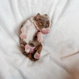 Mercy - Blue merle female Bernedoodle puppy in Jackson, Missouri from Pincksten Family Doodles