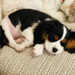Cavalier King Charles Spaniel Puppies from Cavaliers of House Northup