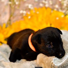 Solid orange male - Black male Belgian Malinois puppy in Greenville, South Carolina from Vuurhart Herders
