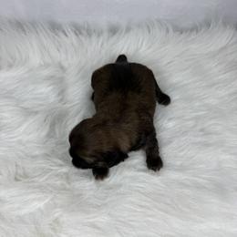 Memphis - Sable female Shih Tzu puppy in Columbia, Kentucky from Lisa Bandy Luxe Shih Tzu