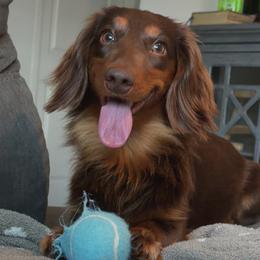 Feenie - Dachshund